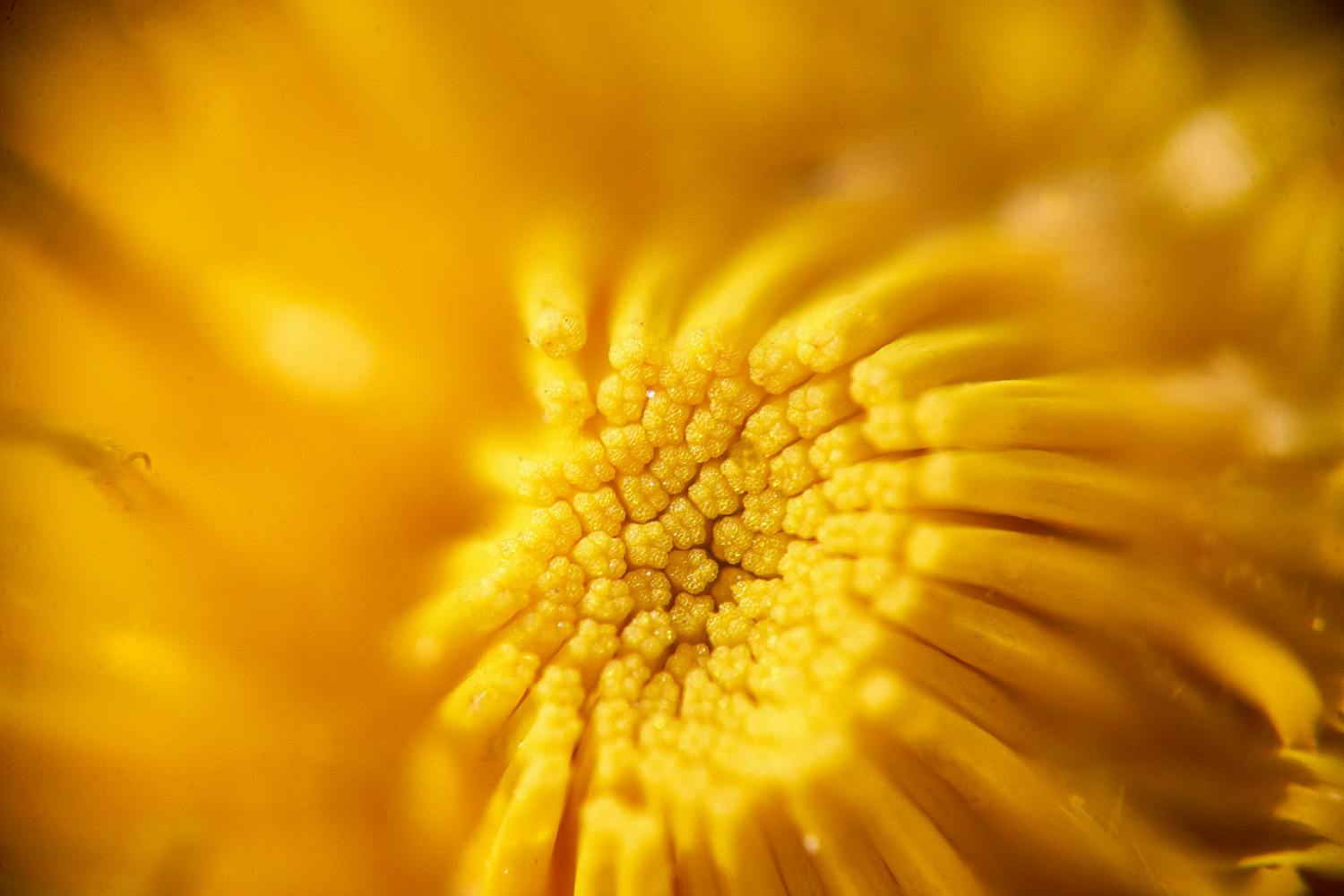 1554725528 a7nmBeIKOBeR479 Lähikuva kukasta